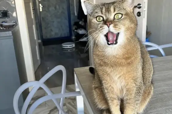 Кошки потеряшки, Санкт-Петербург, фото: Потеряшка кошка Симба, ул. Адмирала Черокова, 18 к3, СПб