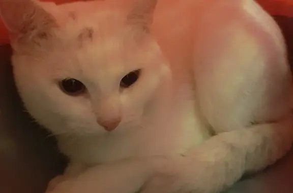 Найдена кошка Белый кот с голубыми глазами