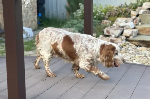 Собака Русский охотничий спаниель найдена в Московской области