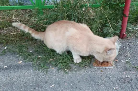 Найдена кошка Рыжик на ул. Кулибина, 1А, Челябинск