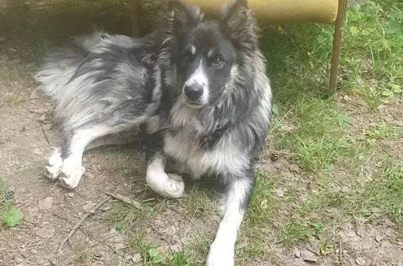 Найдена собака в лесу, адрес: Ивановская область