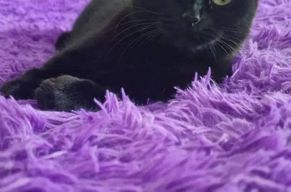 Пропала черная кошка в Звёздном городке