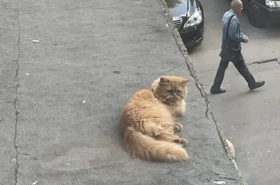 Найдена кошка породы Кот/кошка персидской на Первомайской улице, 14, Москва