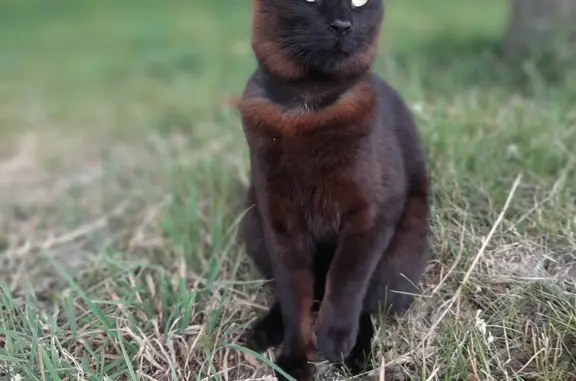 Найдена кошка Котик Бурманской породы в Никольском, Ленинградская область