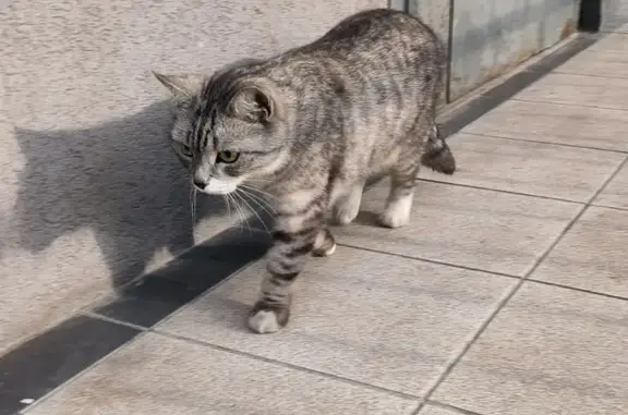 Найдена серая кошка на Инженерной улице, Калининград