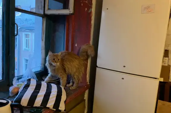 Найдена рыжая пушистая кошка в Санкт-Петербурге