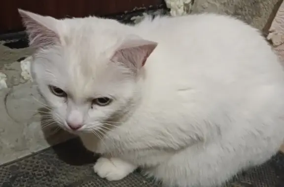 Найдена кошка, Смоленск, фото: Найдена белая кошка, ул. Николаева 73, Смоленск