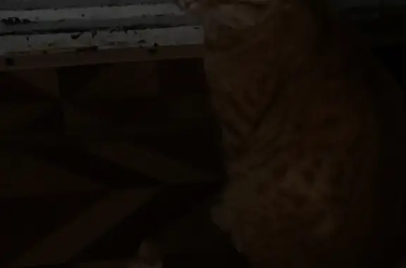 Кошки потеряшки, Комсомольский, фото: Потеряшка кошка Рыжий, 42 Комсомольский