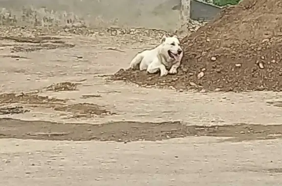Найдена собака Белый алабай, улица Чехова, 47, Кисловодск