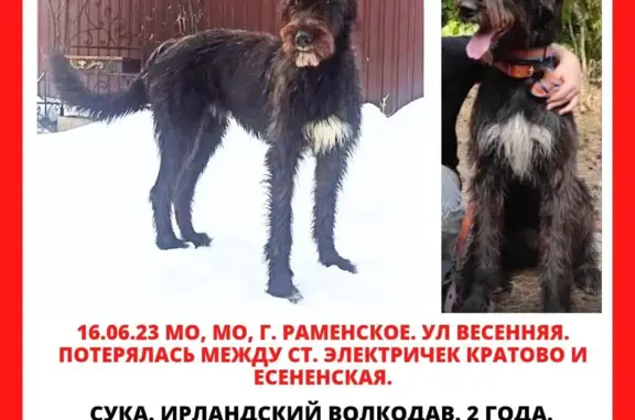 Пропала собака в Кратово, Московская область
