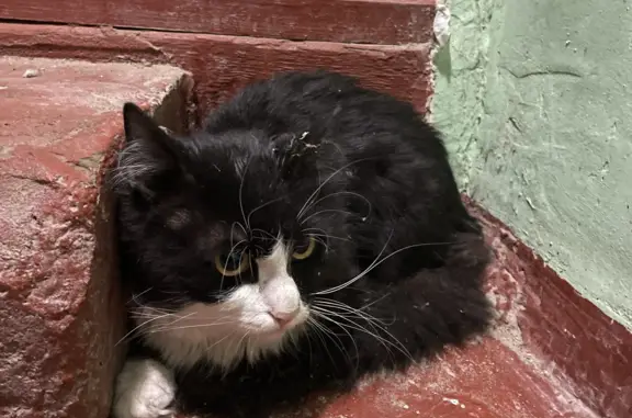 Найдена потерявшаяся кошка в Серпухове, ул. Центральная, д. 155, подъезд 2