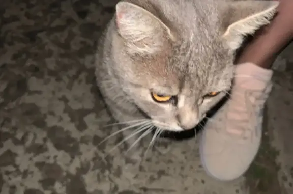 Найдена кошка с ошейником на Харьковском шоссе