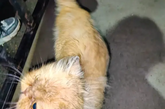 Найдена персидская кошка, Чита, у подъезда