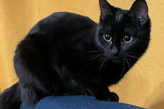 Кошки потеряшки, Ярославль, фото: Потеряшка кошка, ул. Панина, 10, Ярославль