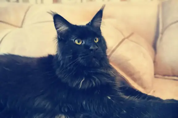 Кошки потеряшки, Сковородино, фото: Потеряшка кошка Бумер, Черная окраска, ул. Победы 32