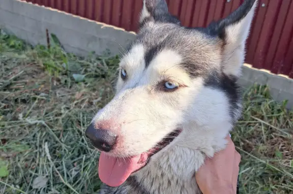Собака найдена: Южно-Сахалинск - Синегорск, 42Б