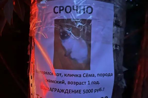 Пропал кот Семен в Таежном, Приморский край