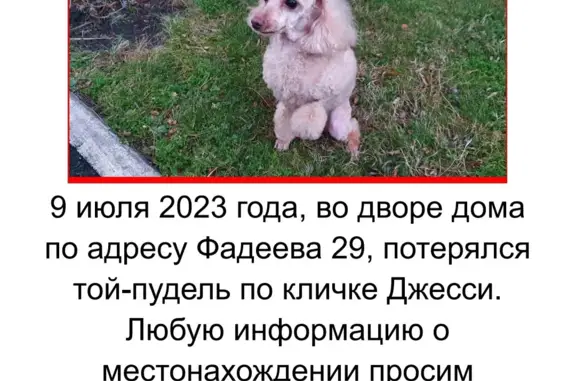 Пропала собака Джесси, ул. Фадеева, 29, Краснодар