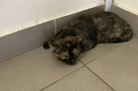 Найдена кошка на ул. Ленина, Красноярский край