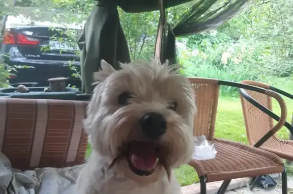 Собаки потеряшки, Москва, фото: Потеряшка собака Дана, СНТ Пролетарий Калужское шоссе