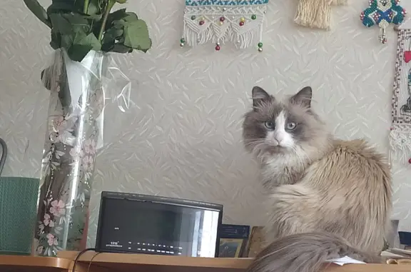 Пропала кошка в Ленинградской области