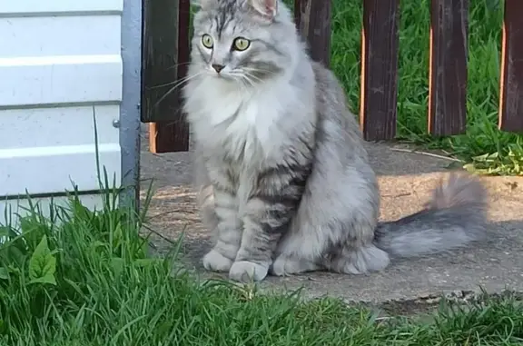 Пропал серый кот в Красноярском крае