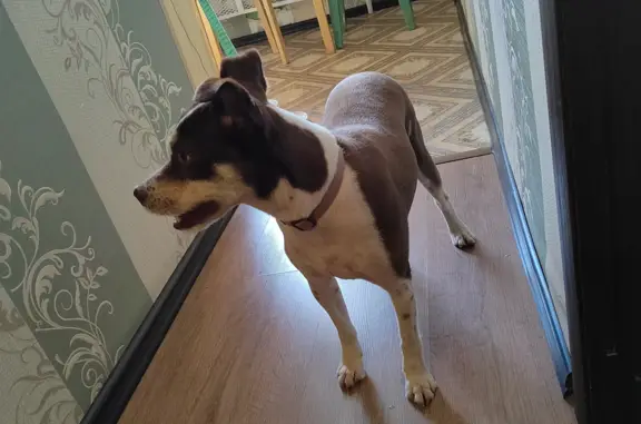 Найдена собака в Дмитрове на Оборонной улице