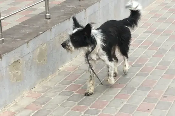 Собака потеряшка: ул. Ленина, 202, Анапа