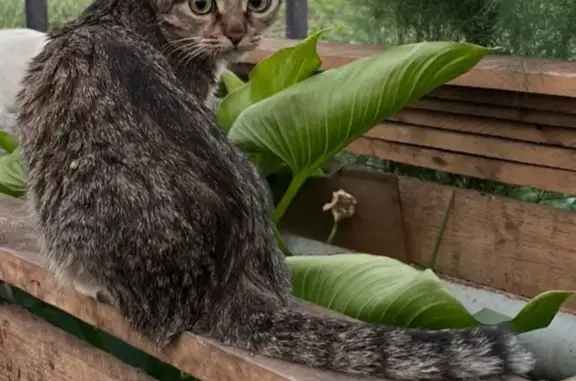 Пропала кошка: маленькая серо-коричневая с полосками, улица Баумана, 15, Сызрань