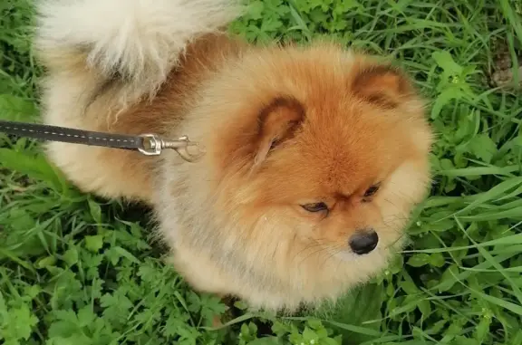 Собака Шпиц найдена на 11-й Санаторной улице, Иваново