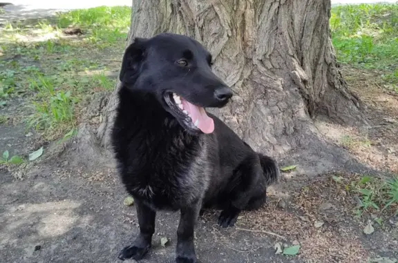 Собака Чёрного окраса, Москворецкая набережная, Москва