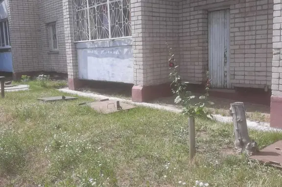 Ласковая кошка ищет дом. Микронная улица, 7, Барнаул