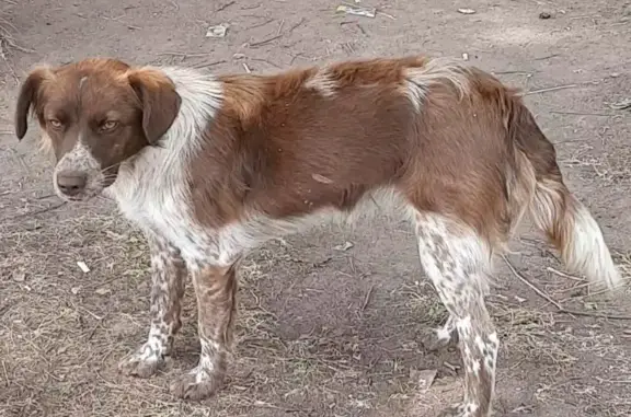 Собака Пёс найдена на лесной остановке М7 16К-1373