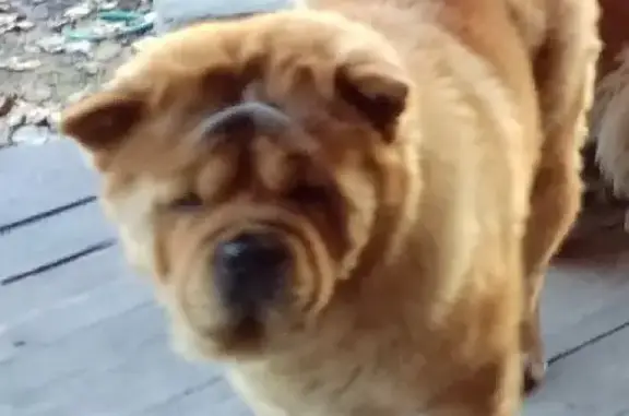 Пропала собака породы чау-чау: Конституционная 25, Челябинск