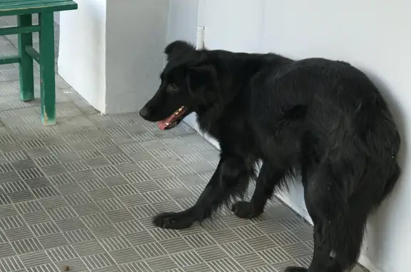 Собака найдена: ул. Грина, 18, Москва