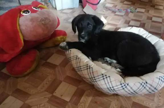 Найден щенок, чёрный с белыми лапами, Маловишерское городское поселение