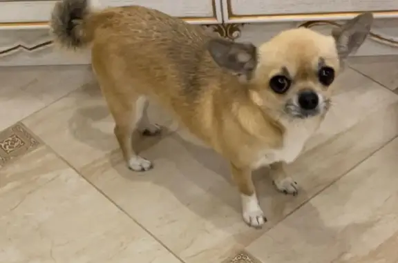 Потерянные животные Краснодар, фото: Пропала собака: чихуахуа, ул. Бершанская 25, Краснодар