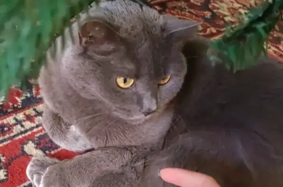 Пропала британская кошка в Алтайском крае