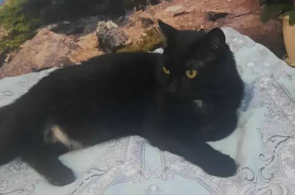 Пропала кошка на Малахитовой ул., 13, Полысаево