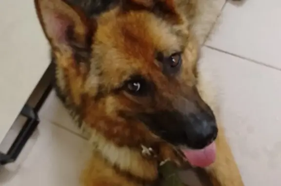Найдена собака в Самарской обл., возле Кинель-Черкасс