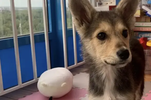 Найдена собака в Сухобузимском районе, ищем новых хозяев