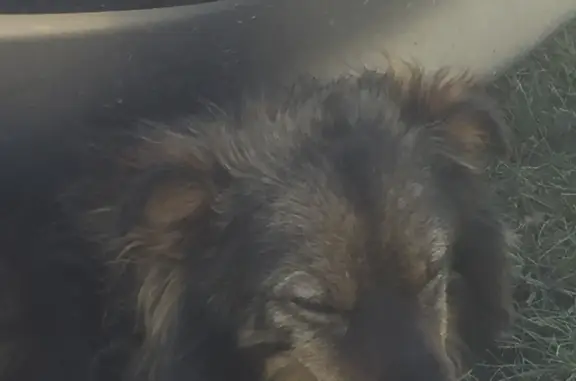 Собака страдает на озере Медвежье, Курганская область