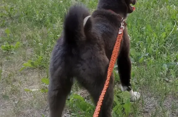 Пропала собака Кедра, ул. Терешковой, 58, Кемерово