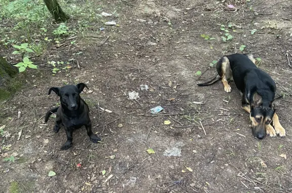 Найдена собака с железными поводками в Балашихе
