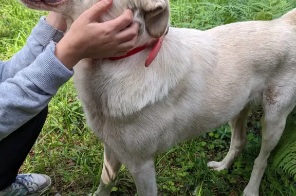 Собака Белый лабрадор, Озёрная улица, Комарово