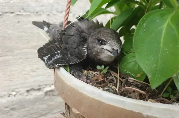 Птенец стрижа ищет передержку или новый дом на Баксанском шоссе, 27