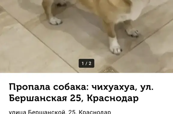 Потерянные животные Краснодар, фото: Пропала собака чихуахуа, ул. Бершанская, 25, Краснодар