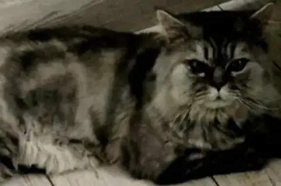 Пропала крупная длинношерстная кошка на Набережной улице