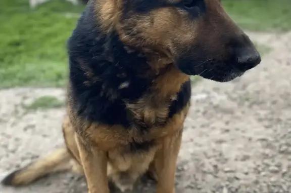 Собаки потеряшки, Исламей, фото: Потеряшка собака: немецкая овчарка, адрес: ул. Евгажукова, 88