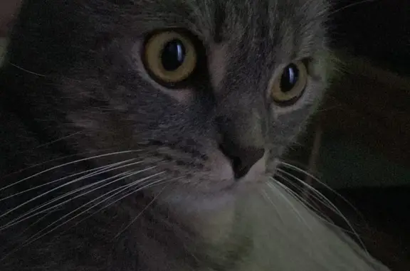 Пропала кошка Мальчик на Ждановском водохранилище